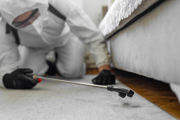 Professional Bed Bug Control technician working in Rockford, MN